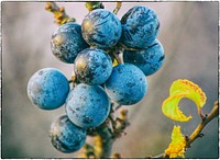 Blackthorn berries on tree. Free public domain CC0 image. 