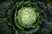 Cabbage closeup photo. Free public domain CC0 image.