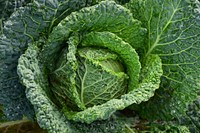 Cabbage closeup photo. Free public domain CC0 image.