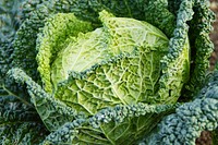 Cabbage closeup photo. Free public domain CC0 image.