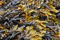 Seaweed on beach. Free public domain CC0 image.