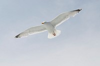 Flying seagull close up. Free public domain CC0 photo.