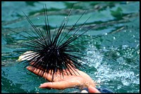 Holding large black sea urchin. Free public domain CC0 photo.