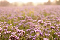 Pink flower field background. Free public domain CC0 photo.