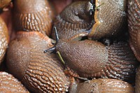 Slugs in closeup. Free public domain CC0 image.