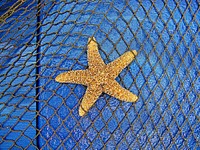 Yellow starfish close up. Free public domain CC0 photo.