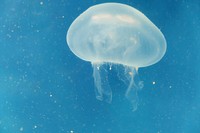 Bright jellyfish floating alone. Free public domain CC0 photo.
