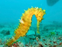 Yellow seahorse close up. Free public domain CC0 photo.
