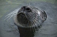 Seal in water, eyes closed. Free public domain CC0 photo.