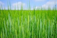 Agricultural cornfield. Free public domain CC0 photo.