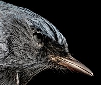 Bird up close, wildlife photography. Free public domain CC0 image.