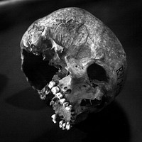 Closeup on realistic human skull in black and white. Free public domain CC0 image.