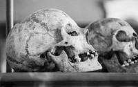 Closeup on realistic human skulls in black and white. Free public domain CC0 image.