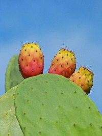 Prickly pear cactus background. Free public domain CC0 image.