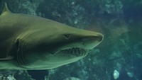 Sand tiger shark close up. Free public domain CC0 photo/image.