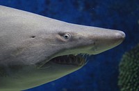 Sand tiger shark close up. Free public domain CC0 photo/image.