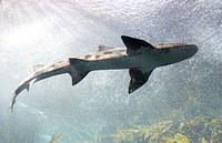 Leopard shark underwater close up. Free public domain CC0 photo/image.
