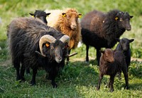 Sheep on grass field. Free public domain CC0 photo.