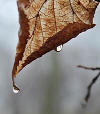 Aesthetic autumn leaf background. Free public domain CC0 image.