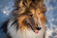 Shetland Sheepdog. Free public domain CC0 photo.