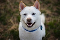 Shiba dog with blue collar. Free public domain CC0 photo.