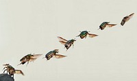 Flying bettle, animal photography. Free public domain CC0 image.