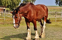 Shire horse at stable. Free public domain CC0 photo.