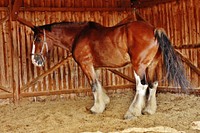 Shire horse at stable. Free public domain CC0 photo.