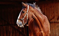 Shire horse at stable. Free public domain CC0 photo.