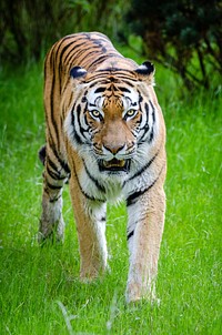 Grumpy tiger walking image. Free public domain CC0 photo.