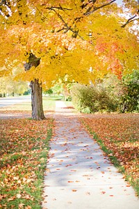 Autumn tree, nature background. Free public domain CC0 photo.