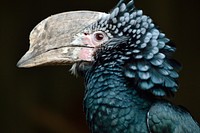 Silvery cheeked hornbill, animal photography. Free public domain CC0 image.