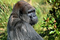 Gorilla image. Free public domain CC0 photo.