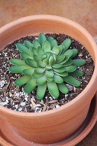 Succulent background. Free public domain CC0 image.