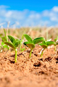 Seedling plant, agriculture and farming. Free public domain CC0 photo.