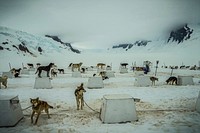 Dog with leash standing in snow. Free public domain CC0 photo.