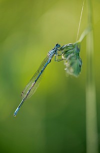 Dragonfly background, insect image. Free public domain CC0 photo.