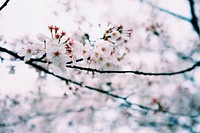 White cherry blossom background. Free public domain CC0 photo.