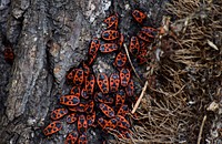 Fire bug beetle in the woods. Free public domain CC0 photo.