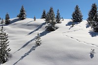 Snow covered trees in forest. Free public domain CC0 image. 