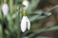 Snowdrop flower background. Free public domain CC0 image.