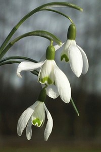 Snowdrop background. Free public domain CC0 image.