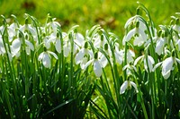 Snowdrop flower background. Free public domain CC0 photo.