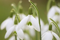 Snowdrop flower background. Free public domain CC0 photo.