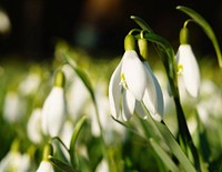 Snowdrop background. Free public domain CC0 image.