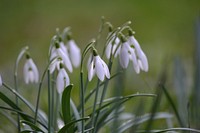 Snowdrop flower background. Free public domain CC0 image.