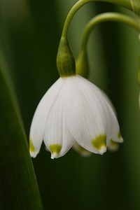 Spring snowflake flower. Free public domain CC0 image.