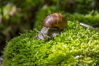 Snail crawling in nature closeup. Free public domain CC0 photo.