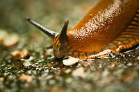 Snail closeup in nature. Free public domain CC0 photo.