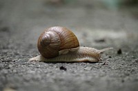 Snail crawling in nature closeup. Free public domain CC0 image.